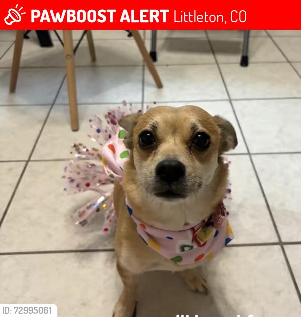 Lost Female Dog last seen Littleton blvd , Littleton, CO 80123