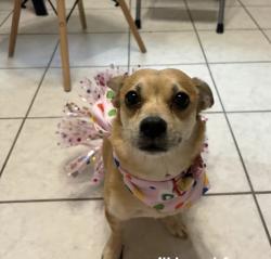 Lost Female Dog last seen Littleton blvd , Littleton, CO 80123
