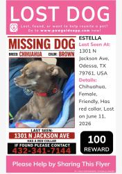Lost Female Dog last seen Near N Jackson ave , Odessa, TX 79761