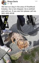 Reunited Male Dog last seen Star road and main street, Star, ID 83669