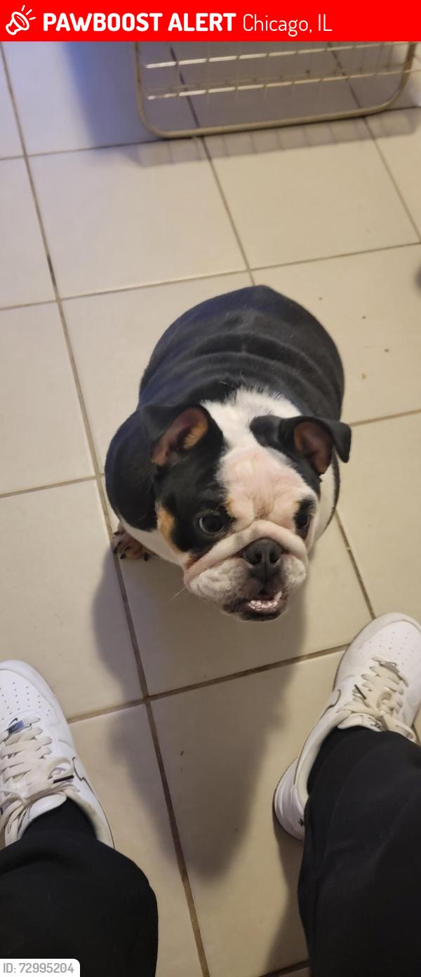 Lost Female Dog last seen Division and long , Chicago, IL 60651
