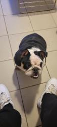 Lost Female Dog last seen Division and long , Chicago, IL 60651