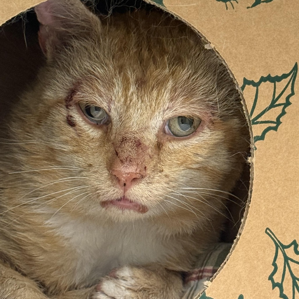 Shelter Stray Unknown Cat last seen , 99 Victor Rd, Fairport, NY 14450, USA