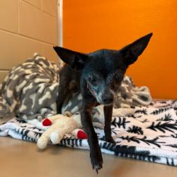 Shelter Stray Female Dog last seen , 3428 S Jenkins Ave, Norman, OK 73072, USA