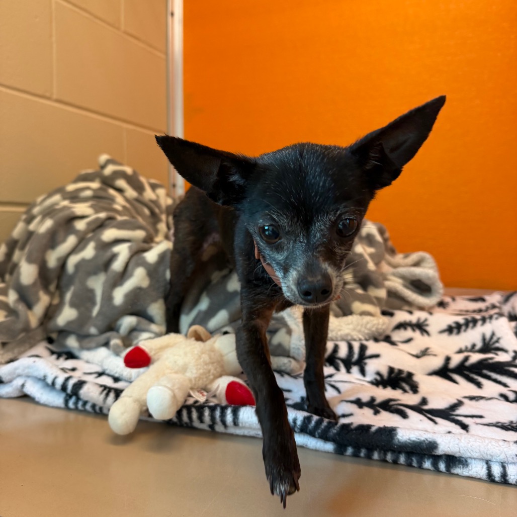 Shelter Stray Female Dog last seen , 3428 S Jenkins Ave, Norman, OK 73072, USA
