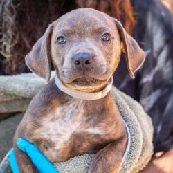 Shelter Stray Male Dog last seen , 1901 N 31st Ave, Hattiesburg, MS 39401, USA