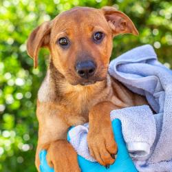 Shelter Stray Female Dog last seen , 1901 N 31st Ave, Hattiesburg, MS 39401, USA