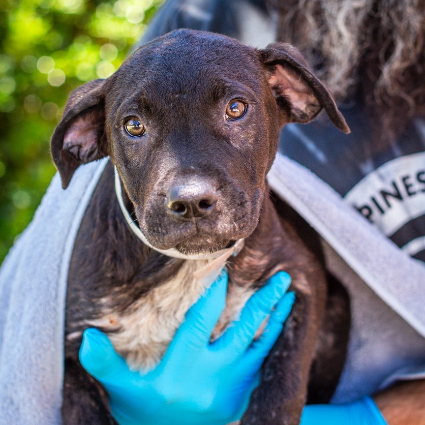 Shelter Stray Male Dog last seen , 1901 N 31st Ave, Hattiesburg, MS 39401, USA