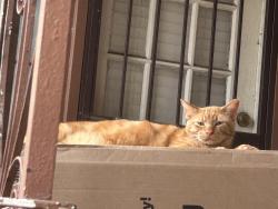 Lost Male Cat last seen McKinley and nopal , San Antonio, TX 78210