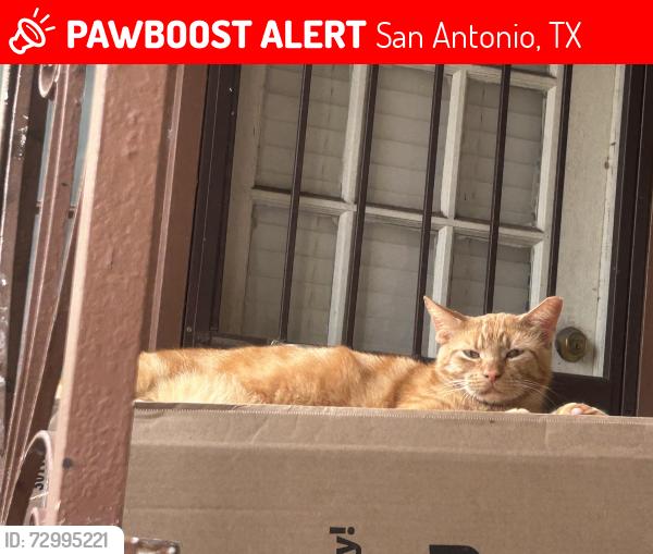 Lost Male Cat last seen McKinley and nopal , San Antonio, TX 78210