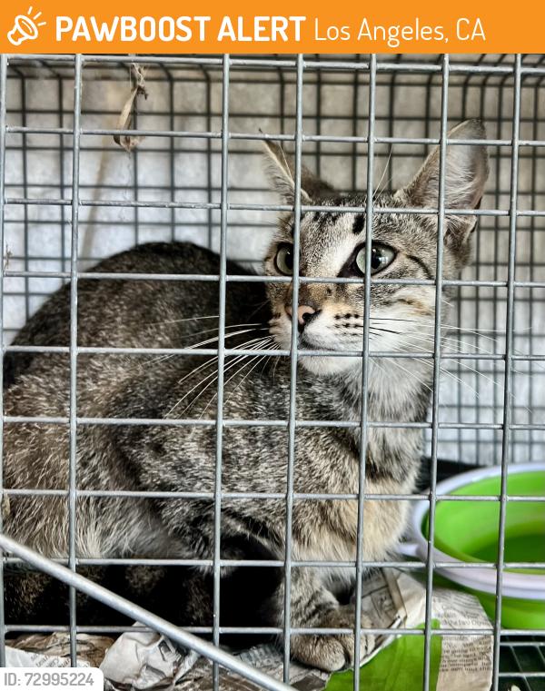 Found/Stray Female Cat last seen Mandeville Canyon Rd at Garden Land Rd, Los Angeles, CA 90049