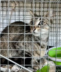 Found/Stray Female Cat last seen Mandeville Canyon Rd at Garden Land Rd, Los Angeles, CA 90049