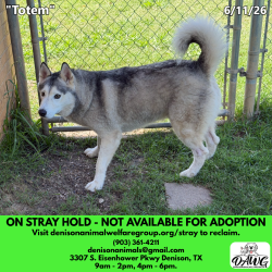 Shelter Stray Unknown Dog last seen , 3307 S Eisenhower Pkwy, Denison, TX 75020, USA