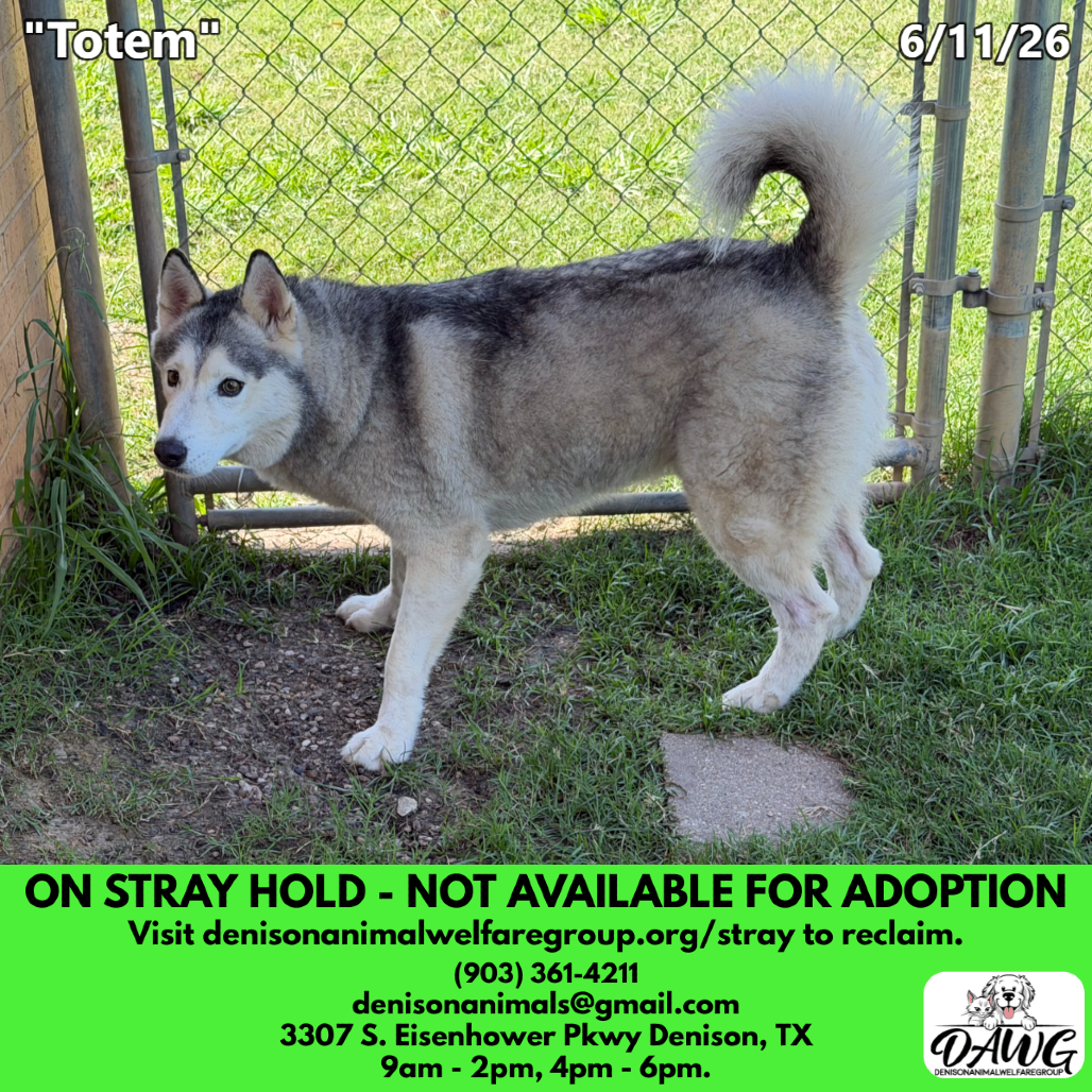 Shelter Stray Unknown Dog last seen , 3307 S Eisenhower Pkwy, Denison, TX 75020, USA