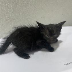 Shelter Stray Male Cat last seen , 3607 N Armenia Ave, Tampa, FL 33607, USA