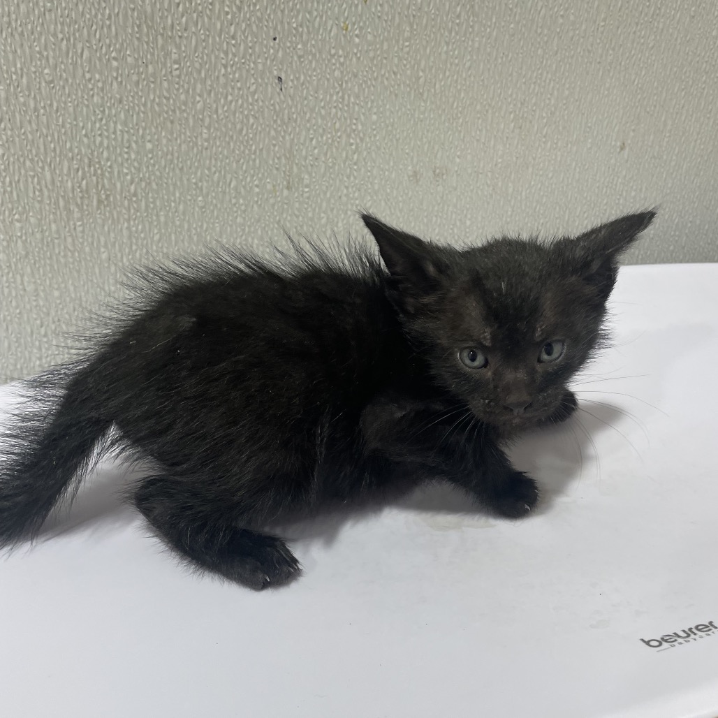 Shelter Stray Male Cat last seen , 3607 N Armenia Ave, Tampa, FL 33607, USA