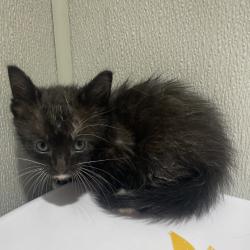 Shelter Stray Male Cat last seen , 3607 N Armenia Ave, Tampa, FL 33607, USA