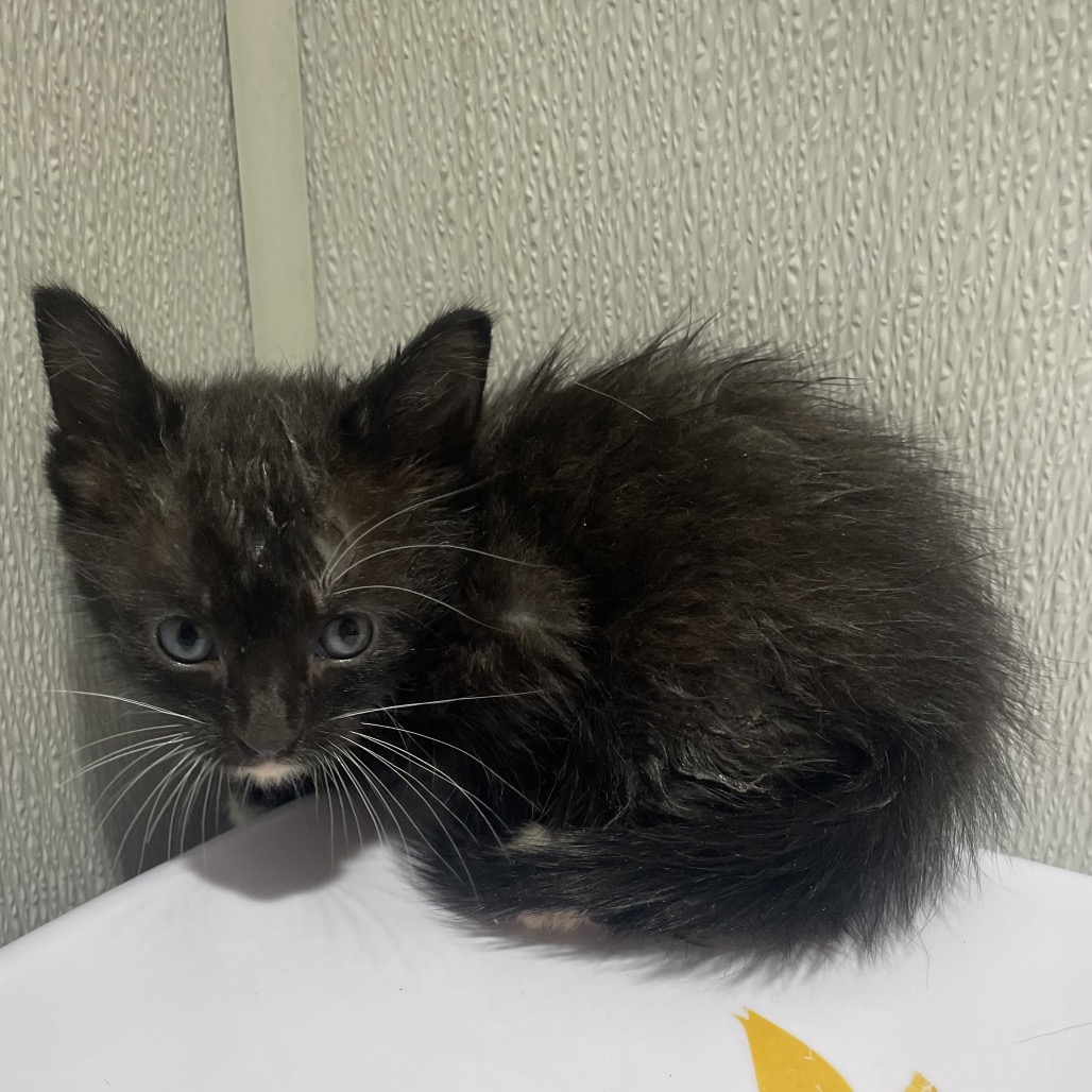 Shelter Stray Male Cat last seen , 3607 N Armenia Ave, Tampa, FL 33607, USA
