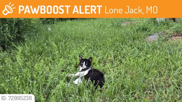 Found/Stray Male Cat last seen 50hwy , Lone Jack, MO 64070