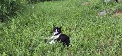 Found/Stray Male Cat last seen 50hwy , Lone Jack, MO 64070