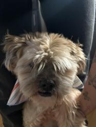 Lost Female Dog last seen Near W State Blvd , Fort Wayne, IN 46808