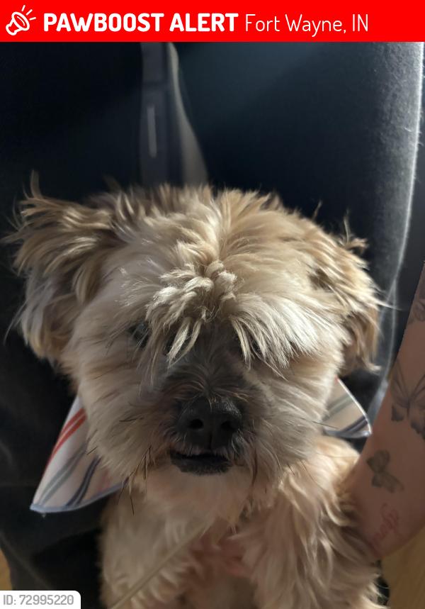 Lost Female Dog last seen Near W State Blvd , Fort Wayne, IN 46808