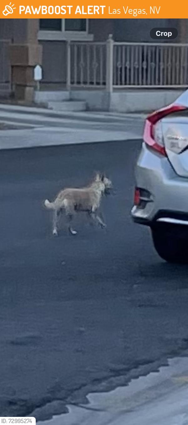 Found/Stray Unknown Dog last seen Careful Canvas Ave. and Hand Woven Ct., Las Vegas, NV 89149