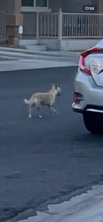 Found/Stray Unknown Dog last seen Careful Canvas Ave. and Hand Woven Ct., Las Vegas, NV 89149