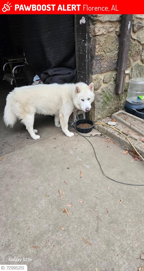 Lost Male Dog last seen Haddocks gas station, Central Shool, Savannah Hwy., Florence, AL 35633