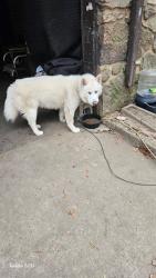 Lost Male Dog last seen Haddocks gas station, Central Shool, Savannah Hwy., Florence, AL 35633