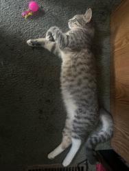 Lost Female Cat last seen West Beverly & Garfield, Montebello, Montebello, CA 90640
