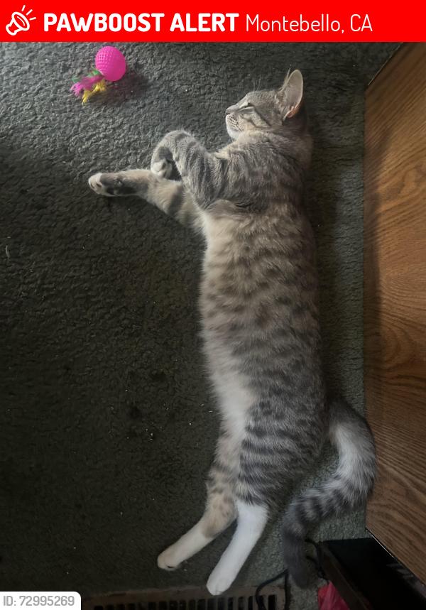 Lost Female Cat last seen West Beverly & Garfield, Montebello, Montebello, CA 90640