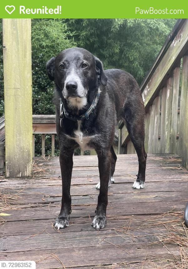 Reunited Female Dog last seen Winding Trail Ln and Courtland Drive , Summerville, SC 29486