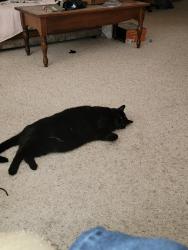 Lost Female Cat last seen Near Polk st Eugene or, Eugene, OR 97402