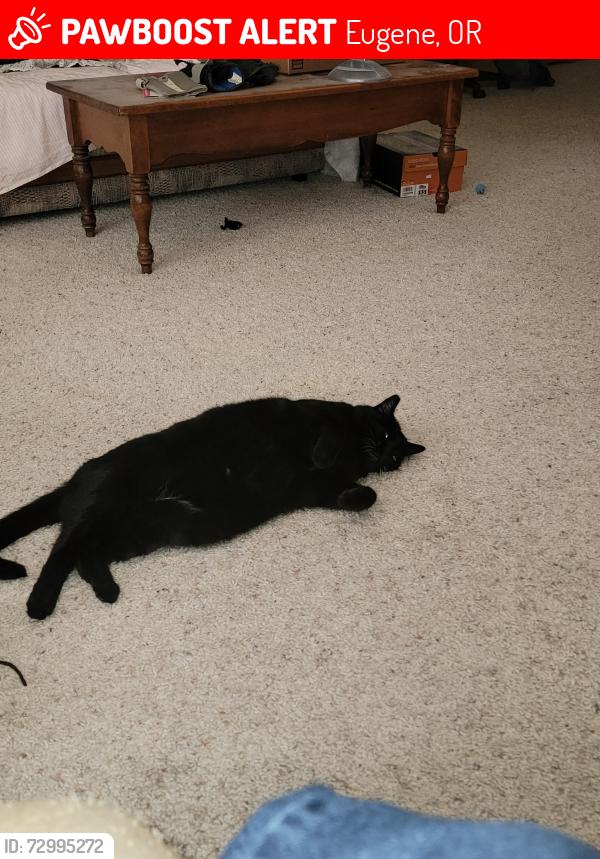 Lost Female Cat last seen Near Polk st Eugene or, Eugene, OR 97402