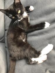 Lost Male Cat last seen Black horse bar, Berkshire, England SL4 4JU
