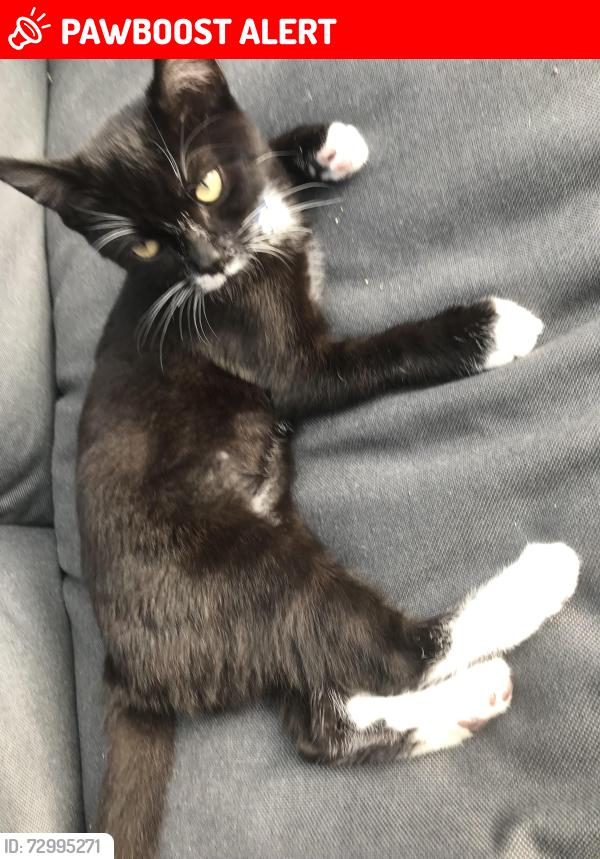 Lost Male Cat last seen Black horse bar, Berkshire, England SL4 4JU