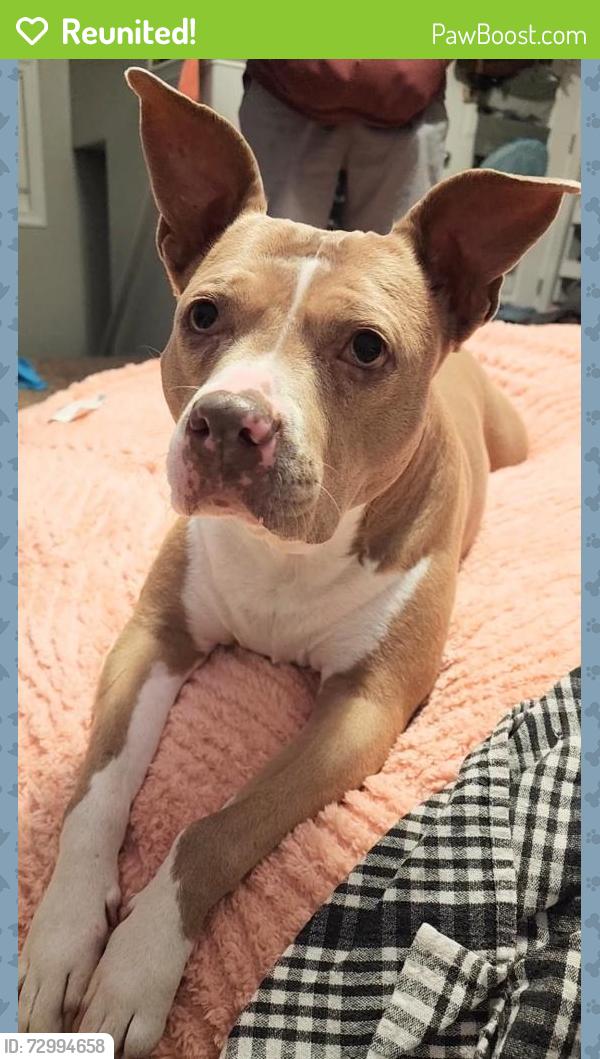 Reunited Female Dog last seen Reserve at Glenburnie apmts, New Bern, NC 28562