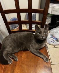Lost Male Cat last seen Fourth Avenue, Chula Vista, CA 91911