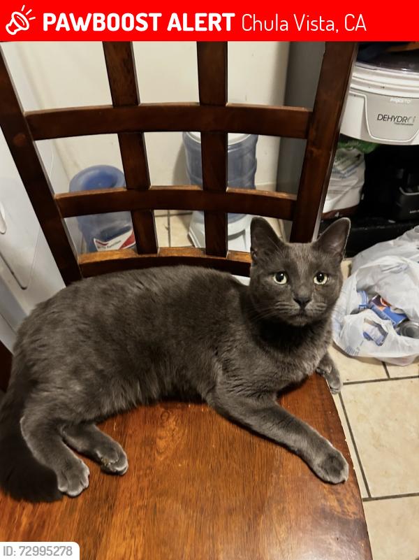 Lost Male Cat last seen Fourth Avenue, Chula Vista, CA 91911
