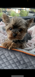 Lost Female Dog last seen Chandler st by  Sunset blvd , Henderson, NV 89014