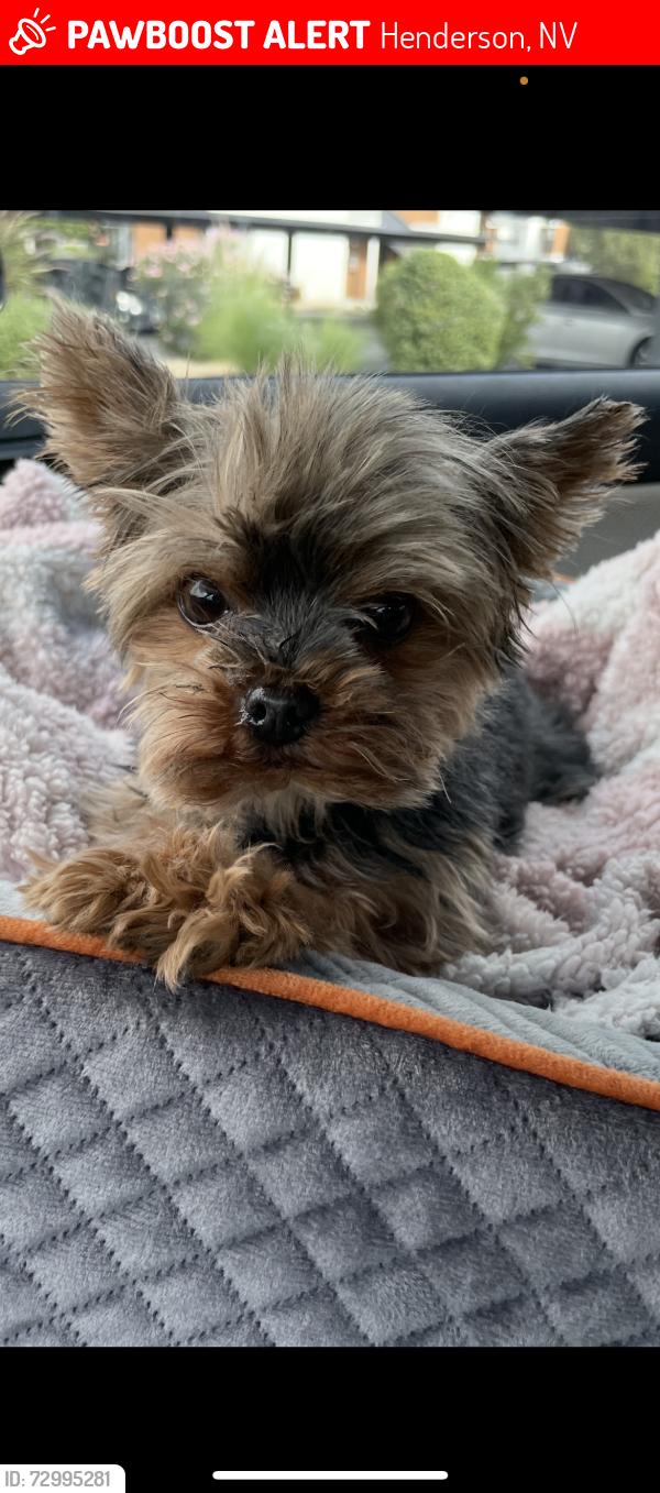 Lost Female Dog last seen Chandler st by  Sunset blvd , Henderson, NV 89014