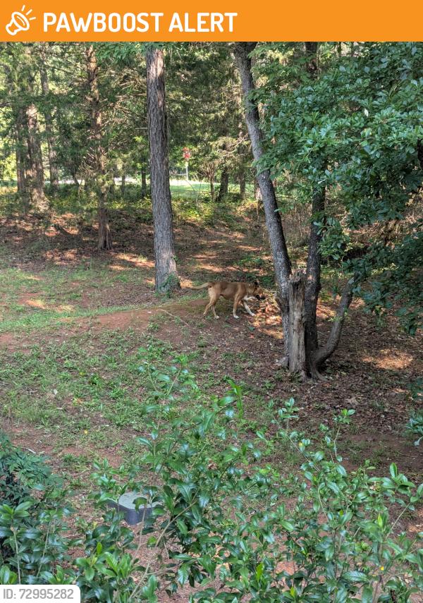 Found/Stray Male Dog last seen Hatton Ford and Cromer, Anderson County, SC 29689