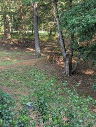 Found/Stray Male Dog last seen Hatton Ford and Cromer, Anderson County, SC 29689