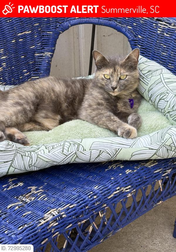 Lost Female Cat last seen Bacons bridge rd, Corey woods, Newington plantation, Summerville, SC 29485