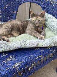 Lost Female Cat last seen Bacons bridge rd, Corey woods, Newington plantation, Summerville, SC 29485