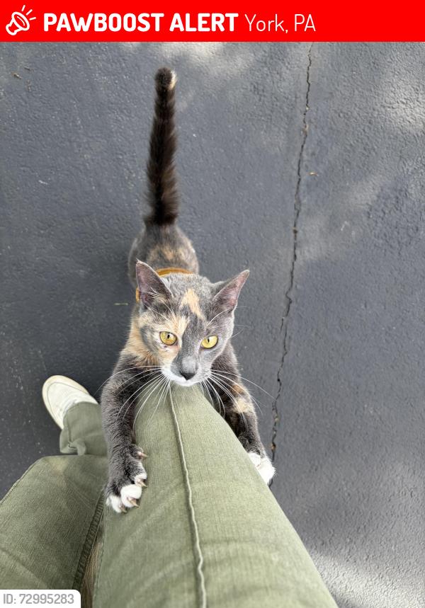 Lost Unknown Cat last seen Inside Brittney neighborhood, York, PA 17404