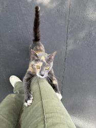 Lost Unknown Cat last seen Inside Brittney neighborhood, York, PA 17404