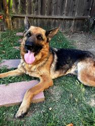 Reunited Female Dog last seen Near 65th and 21st in Sacramento, Sacramento, CA 95820
