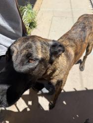 Found/Stray Female Dog last seen Santa Fe Ave Compton CA 90221, Compton, CA 90223